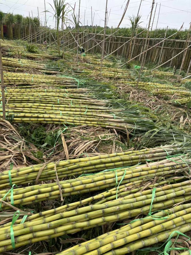 广东黄皮甘蔗新鲜上市价格美丽对接全国量大从优热卖