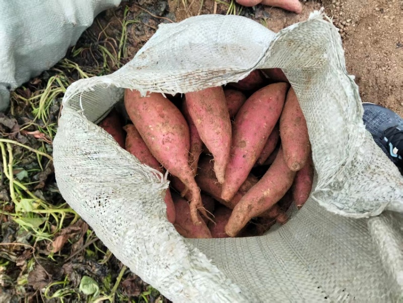 山东西瓜红蜜薯量大质优对接全国客商价格实惠