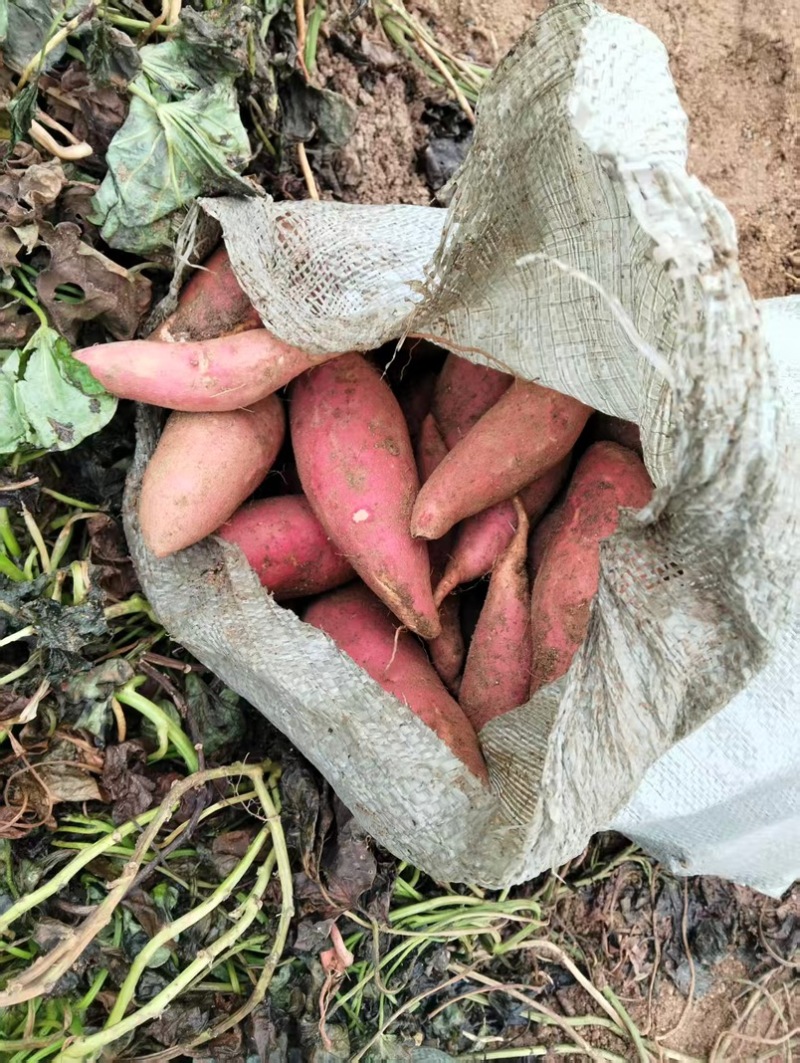 山东西瓜红蜜薯量大质优对接全国客商价格实惠