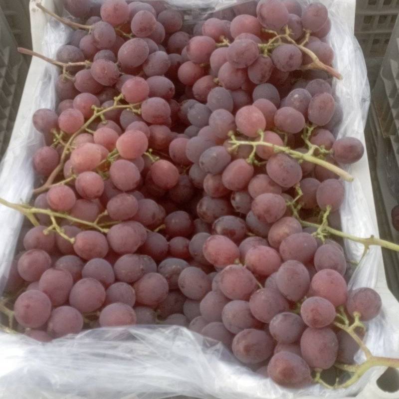 河北涿鹿红提