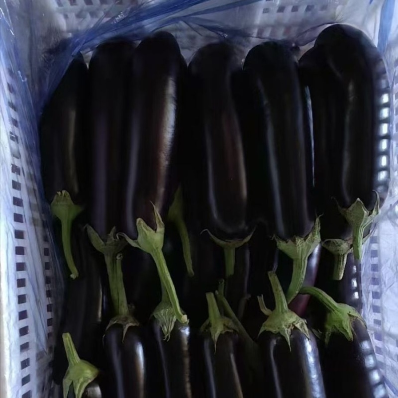 寿光长茄产地直供新鲜现摘皮薄肉厚蔬菜批发量大从优