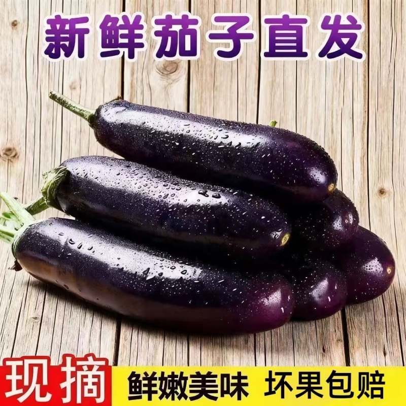 寿光长茄产地直供新鲜现摘皮薄肉厚蔬菜批发量大从优