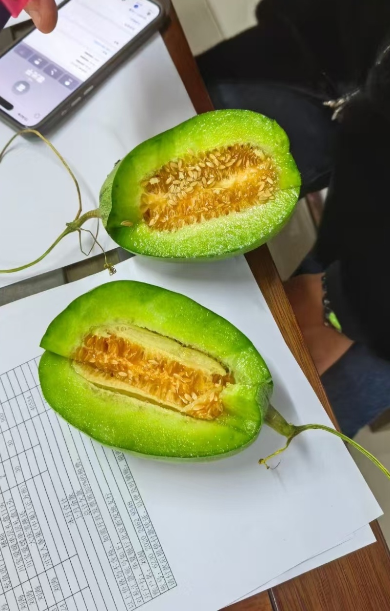 河北冰糖蜜罐甜瓜，金冠甜瓜酥脆甜度高，畅销全国