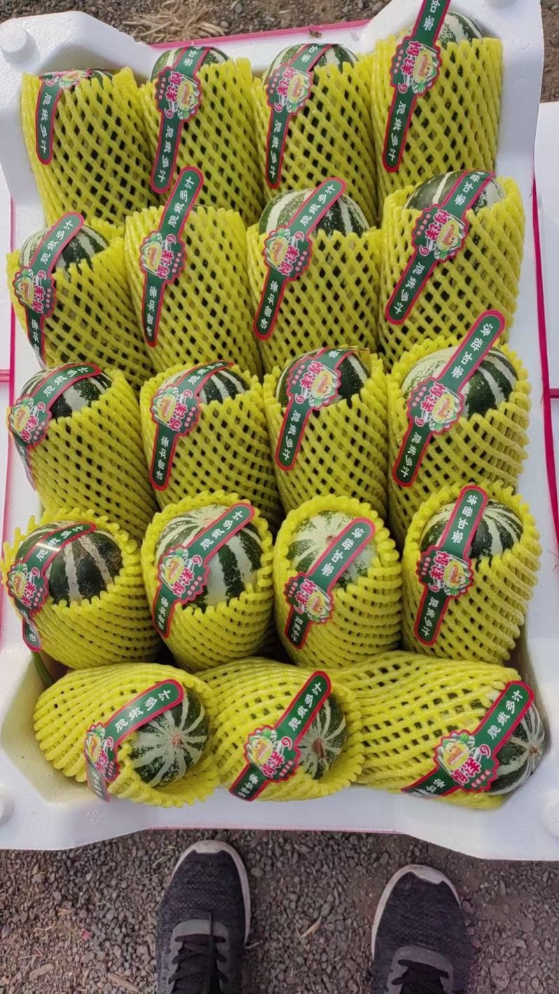 河北冰糖蜜罐甜瓜，金冠甜瓜酥脆甜度高，畅销全国