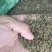 露天培育二代驯化蜘蛛香种苗根系发达抗病能力强