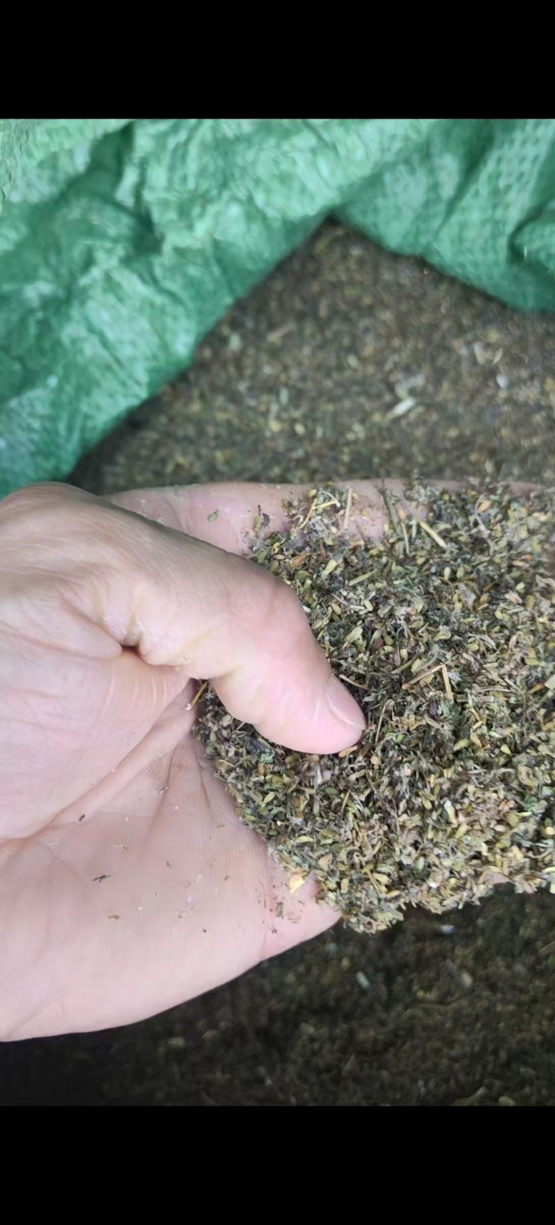 露天培育二代驯化蜘蛛香种苗根系发达抗病能力强
