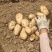 山东沃土5号土豆大量供应品质保证视频看货价格实惠