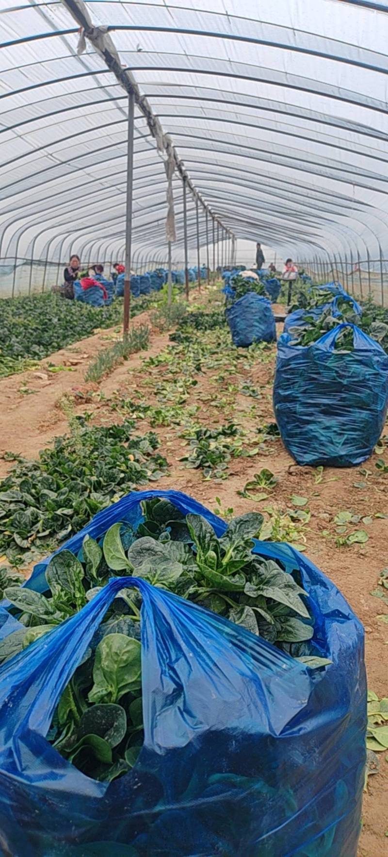 大棚趴地菠菜，黑油亮，价格低廉，产地直供，专业工人割菜