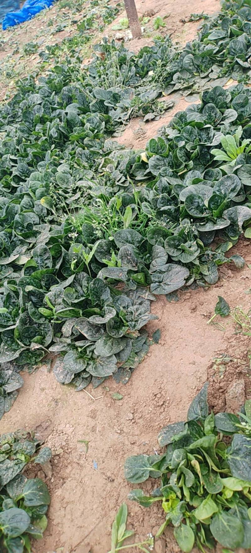 大棚趴地菠菜，黑油亮，价格低廉，产地直供，专业工人割菜