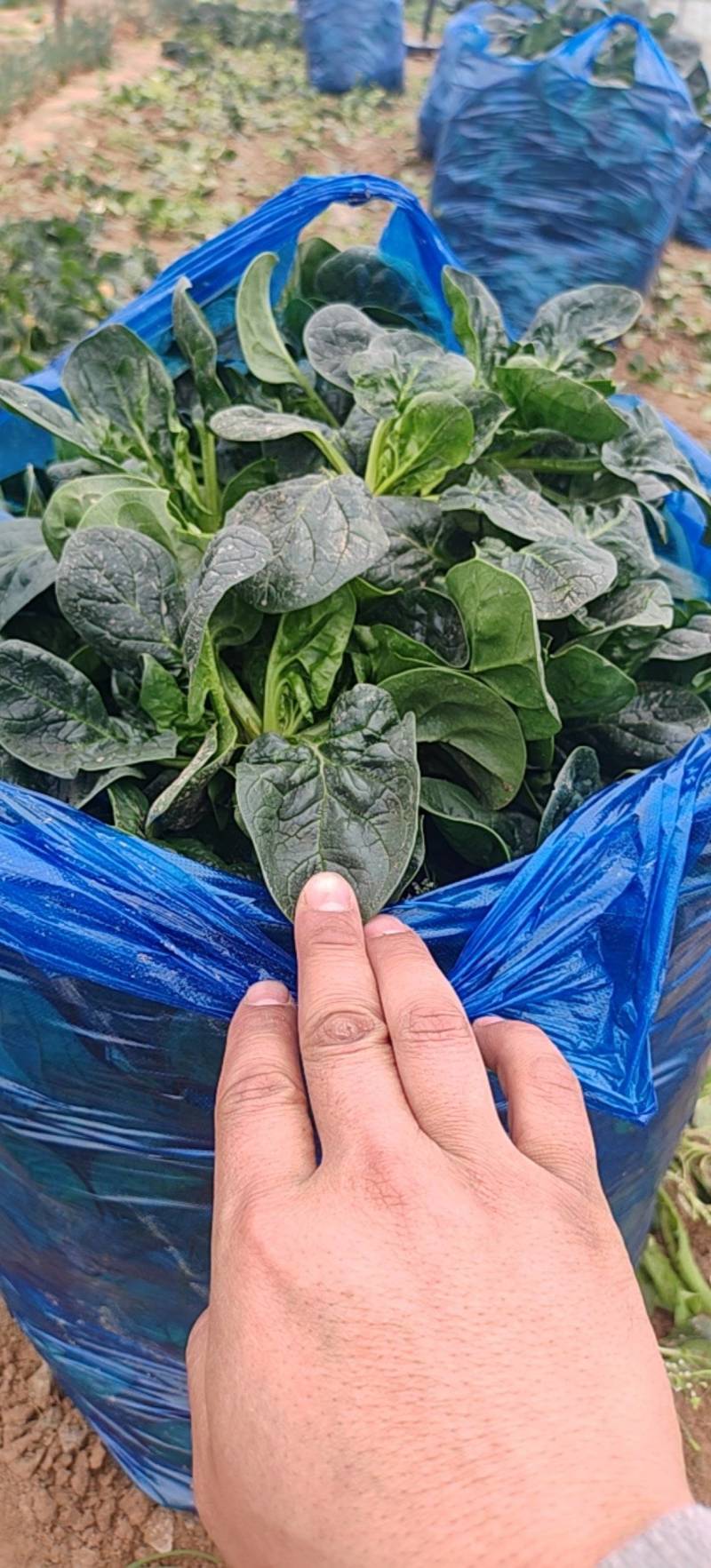 大棚趴地菠菜，黑油亮，价格低廉，产地直供，专业工人割菜