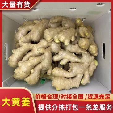山东大黄姜水洗沙土全规格大量供应品质保证