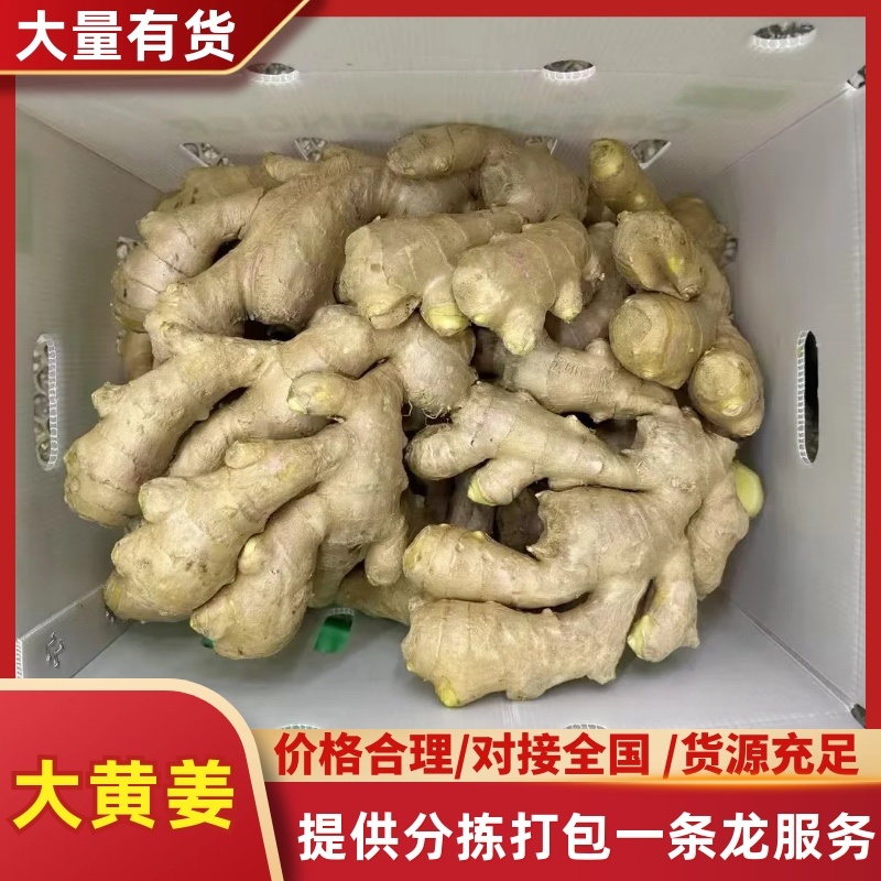 山东大黄姜水洗沙土全规格大量供应品质保证