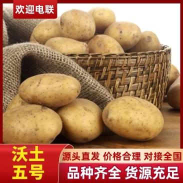 山东沃土5号土豆大量供应品质保证视频看货价格实惠