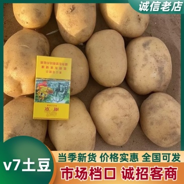 v7沙土黄心土豆产地直发量大从优规格齐全欢迎客商