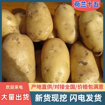 山东精品荷兰十五黄心土豆大量供应价格便宜规格全