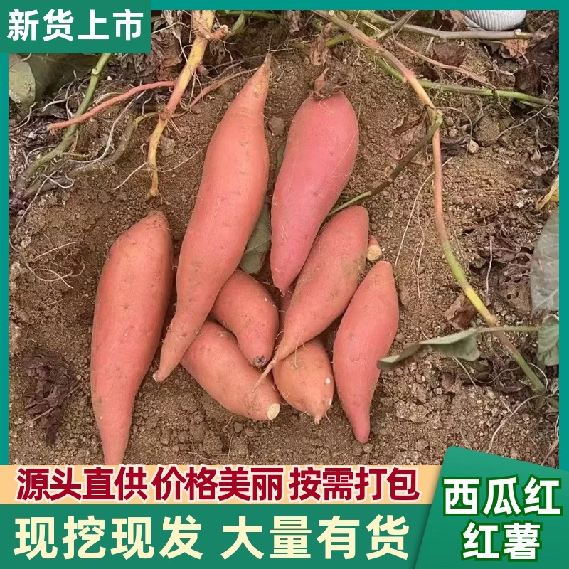 山东西瓜红蜜薯量大质优对接全国客商价格实惠