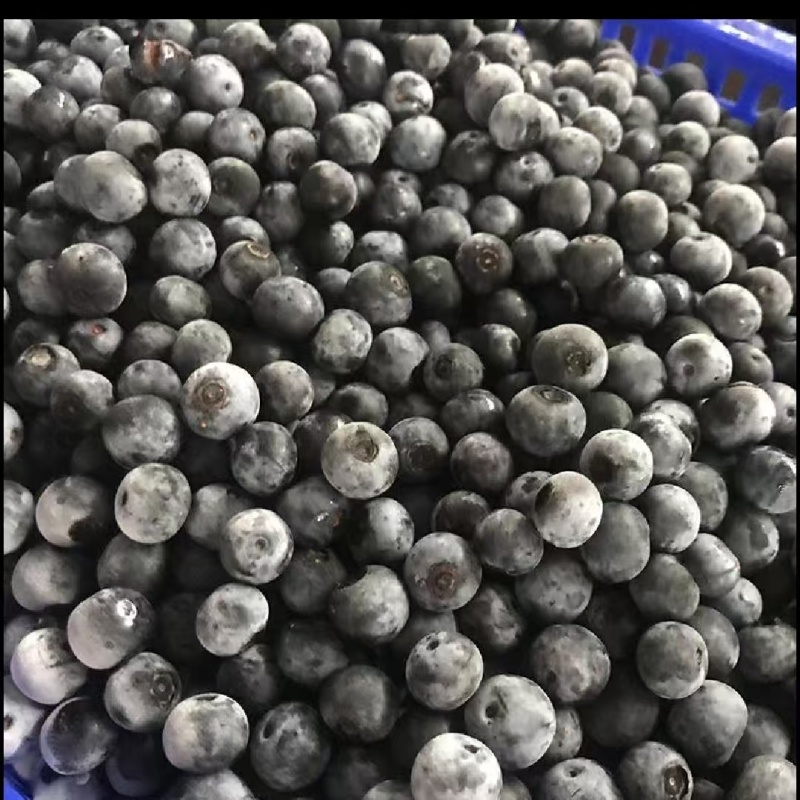 冻蓝莓通货有大有小10公斤箱装质量保证欢迎咨询
