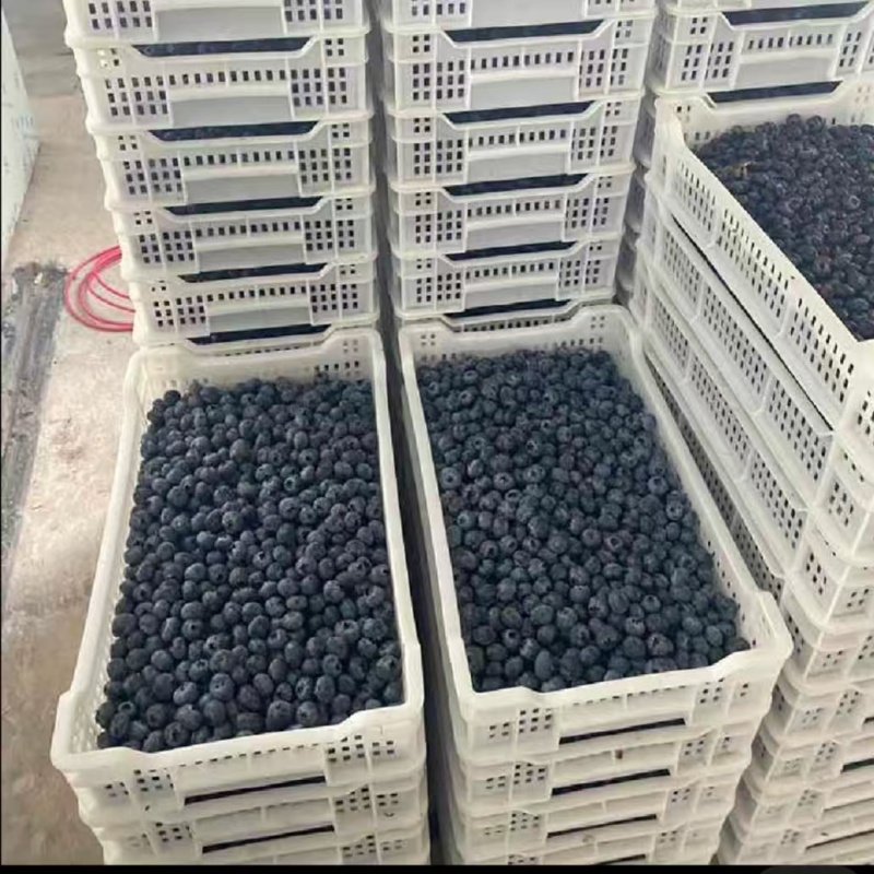 冻蓝莓通货有大有小10公斤箱装质量保证欢迎咨询