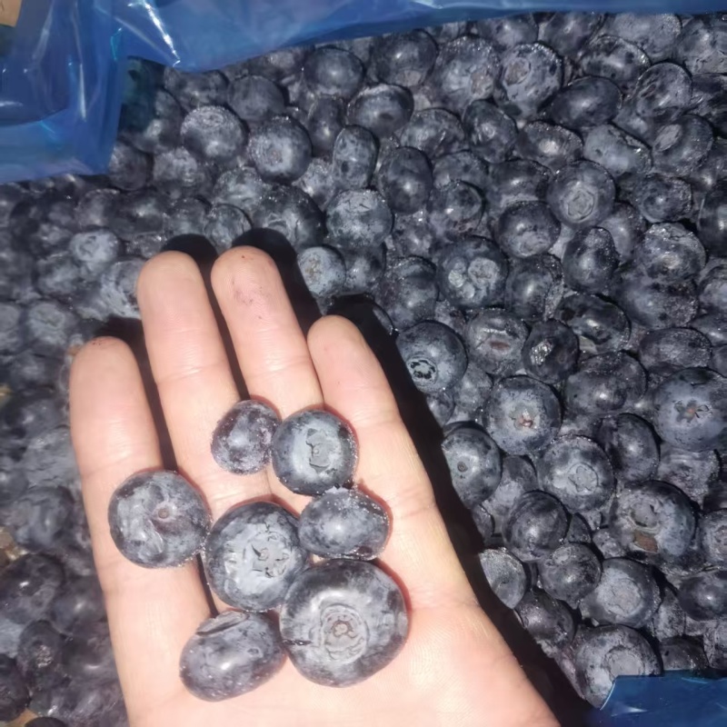 冻蓝莓通货有大有小10公斤箱装质量保证欢迎咨询