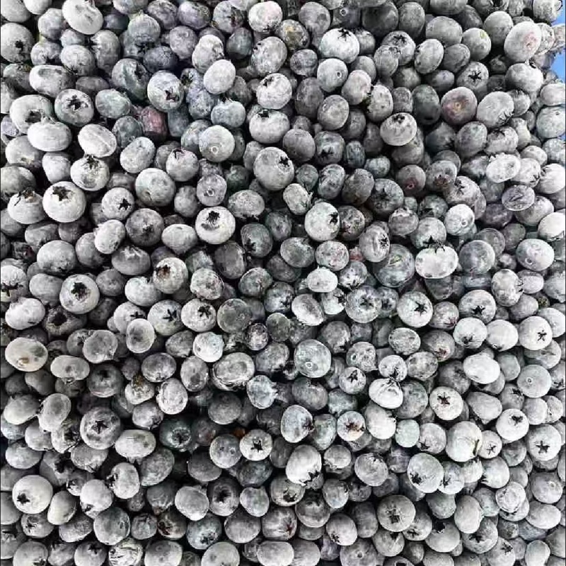 冻蓝莓通货有大有小10公斤箱装质量保证欢迎咨询