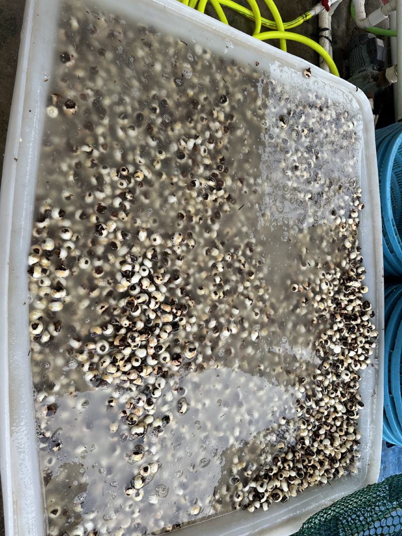 珍珠马蹄新鲜上市，产地直发，保质保量，量大从优，欢迎咨询