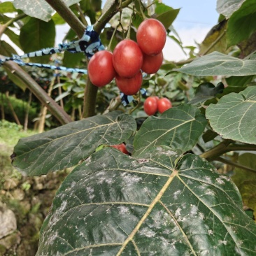 云大树番茄，基地直供，一手货源