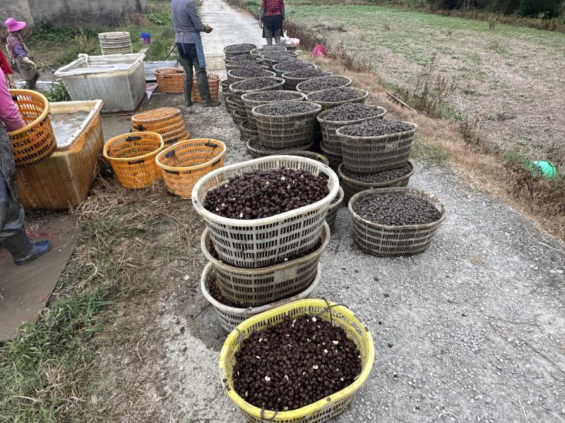 珍珠马蹄大量上市，产地直发，品质保障，欢迎电联