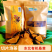 【桑黄菌】东北人工种植仿野生桑黄/精选好货,价格便宜
