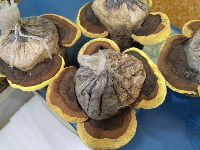 【桑黄菌】东北人工种植仿野生桑黄/精选好货，价格便宜