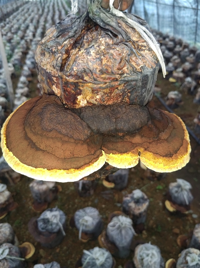 【桑黄菌】东北人工种植仿野生桑黄/精选好货，价格便宜
