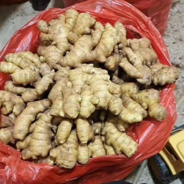 沂蒙山精品小黄姜大量供应对接全国客商品质保证价格好