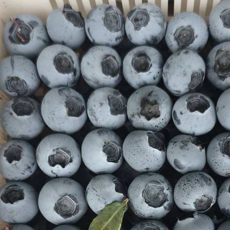 蓝莓蓝莓，产地直发，大量有货，精品蓝莓品质保证