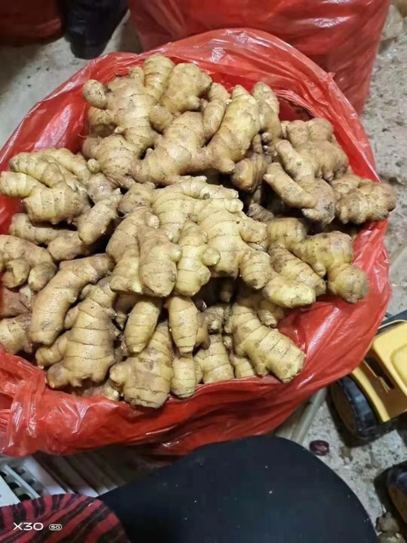 沂蒙山精品小黄姜大量供应对接全国客商品质保证价格好