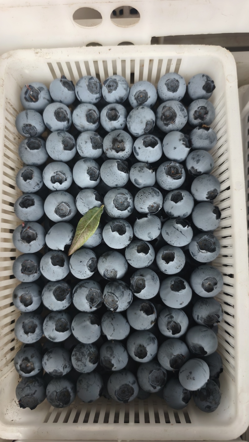 蓝莓蓝莓，产地直发，大量有货，精品蓝莓品质保证