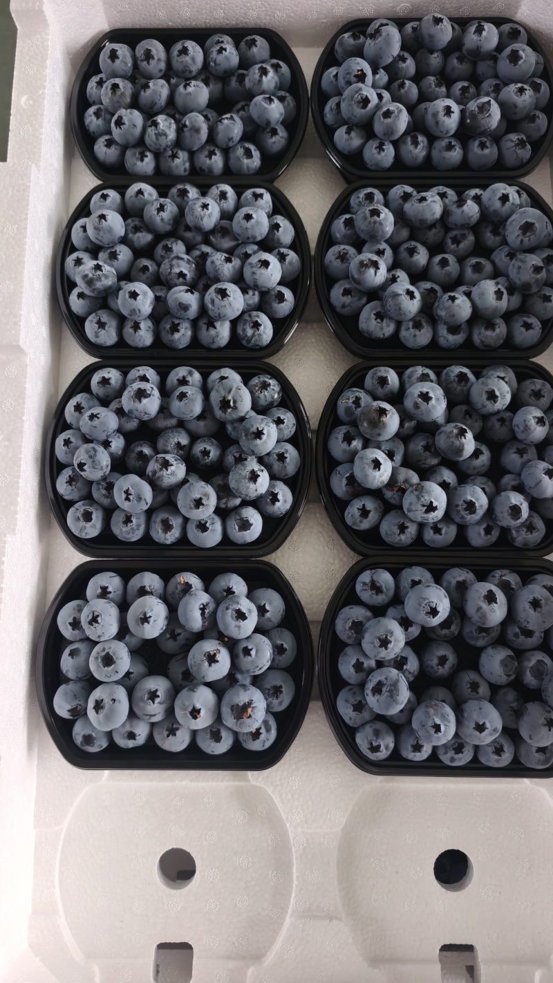 蓝莓蓝莓，产地直发，大量有货，精品蓝莓品质保证