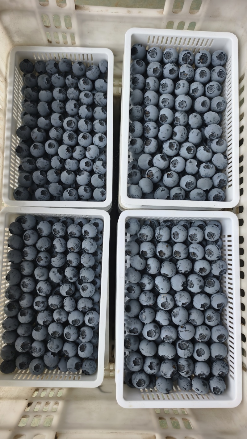 蓝莓蓝莓，产地直发，大量有货，精品蓝莓品质保证