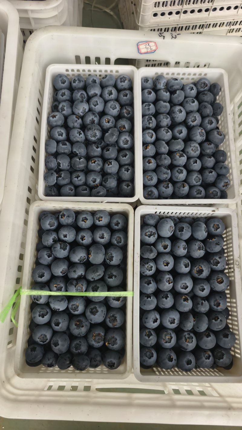 蓝莓蓝莓，产地直发，大量有货，精品蓝莓品质保证