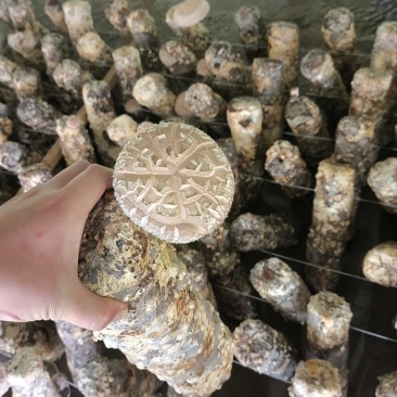 丽水市菜菇大量种植，全国发货
