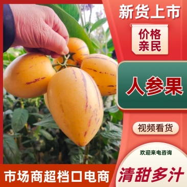 甘肃武威民勤人参果，产地直供，大量有货，欢迎采购。