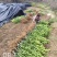 大芬四号柑桔苗，国庆桔苗，碰柑苗，砂糖桔苗