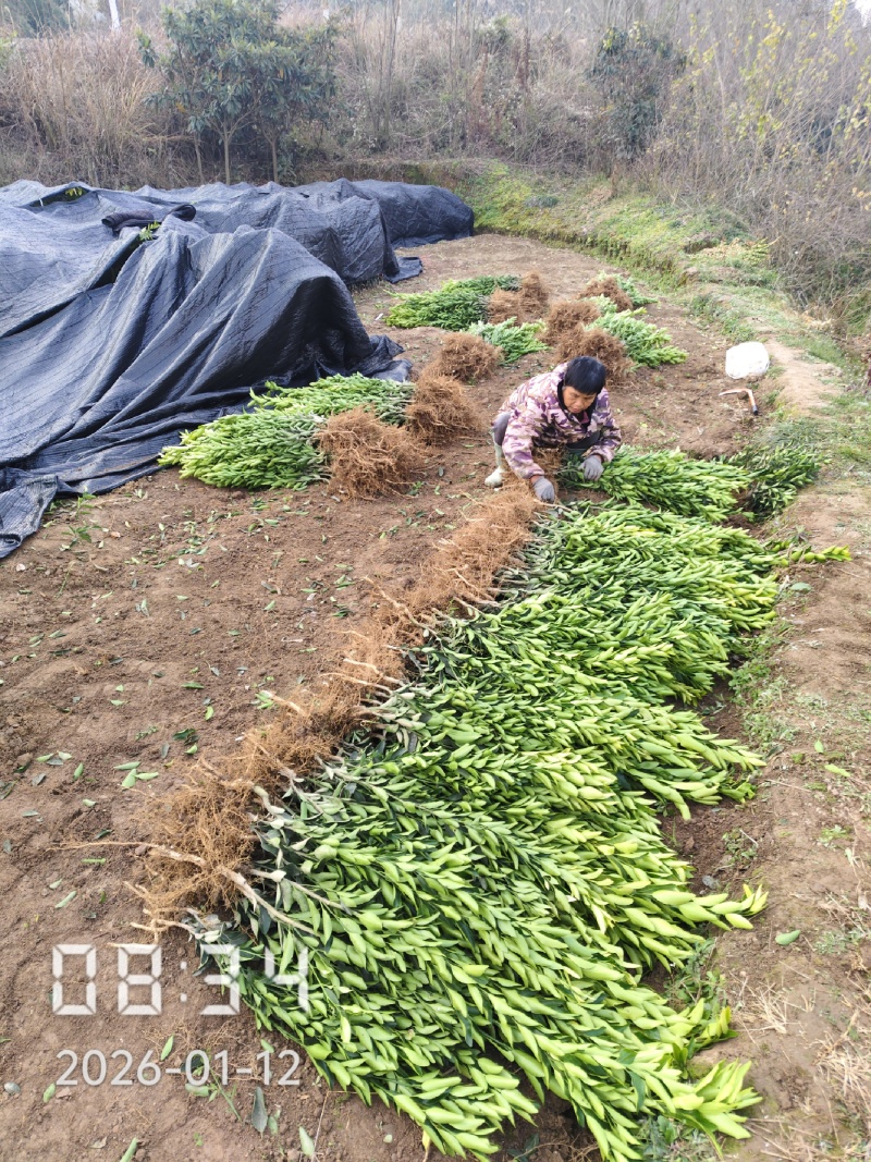 大芬四号柑桔苗，国庆桔苗，碰柑苗，砂糖桔苗