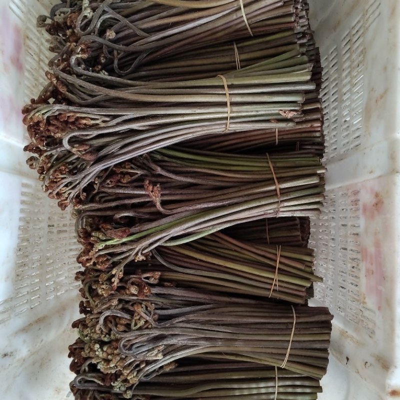 大家好这是贵州蕨菜产地直发需要的可以来找我