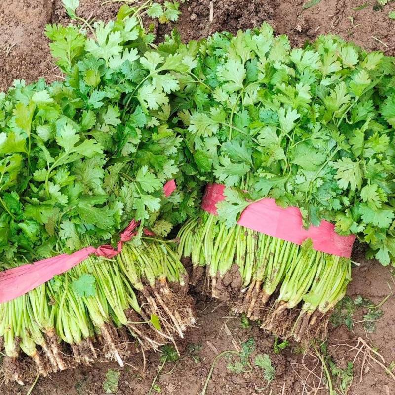 百亩香菜基地，大叶香菜，颜色黑绿，专业工人，一条龙服务