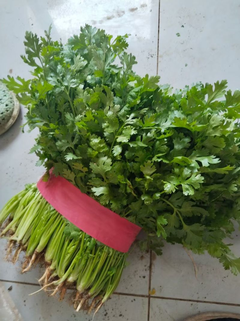 百亩香菜基地，大叶香菜，颜色黑绿，专业工人，一条龙服务