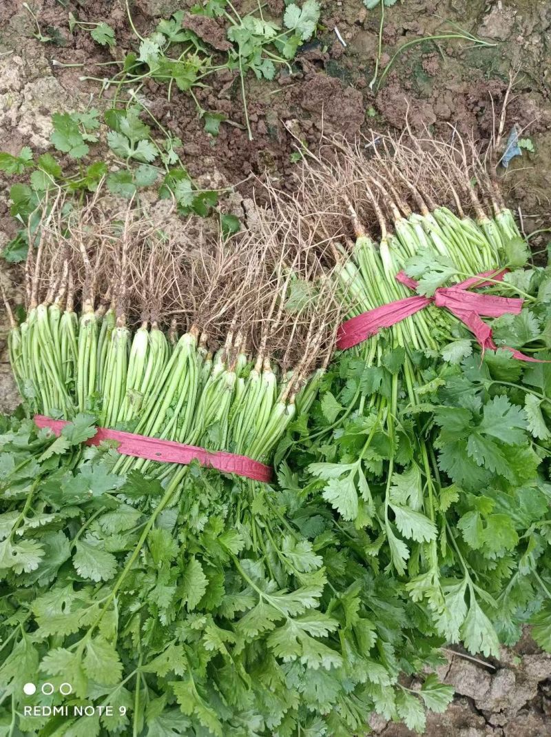 百亩香菜基地，大叶香菜，颜色黑绿，专业工人，一条龙服务