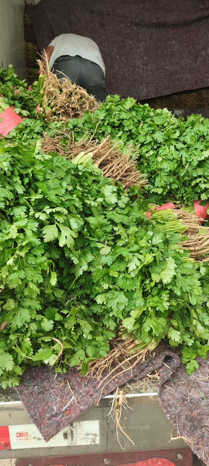 百亩香菜基地，大叶香菜，颜色黑绿，专业工人，一条龙服务