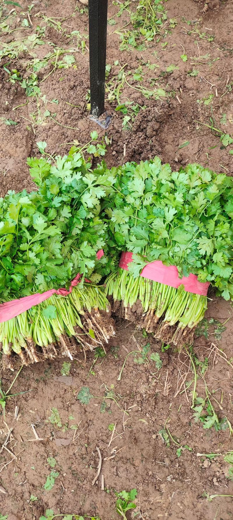 百亩香菜基地，大叶香菜，颜色黑绿，专业工人，一条龙服务