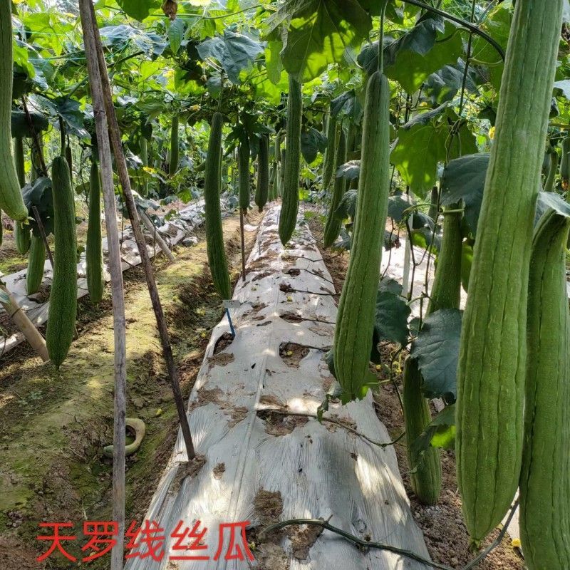 丝瓜络种子川塔农科天罗线丝瓜络专用种子嫩瓜可鲜食
