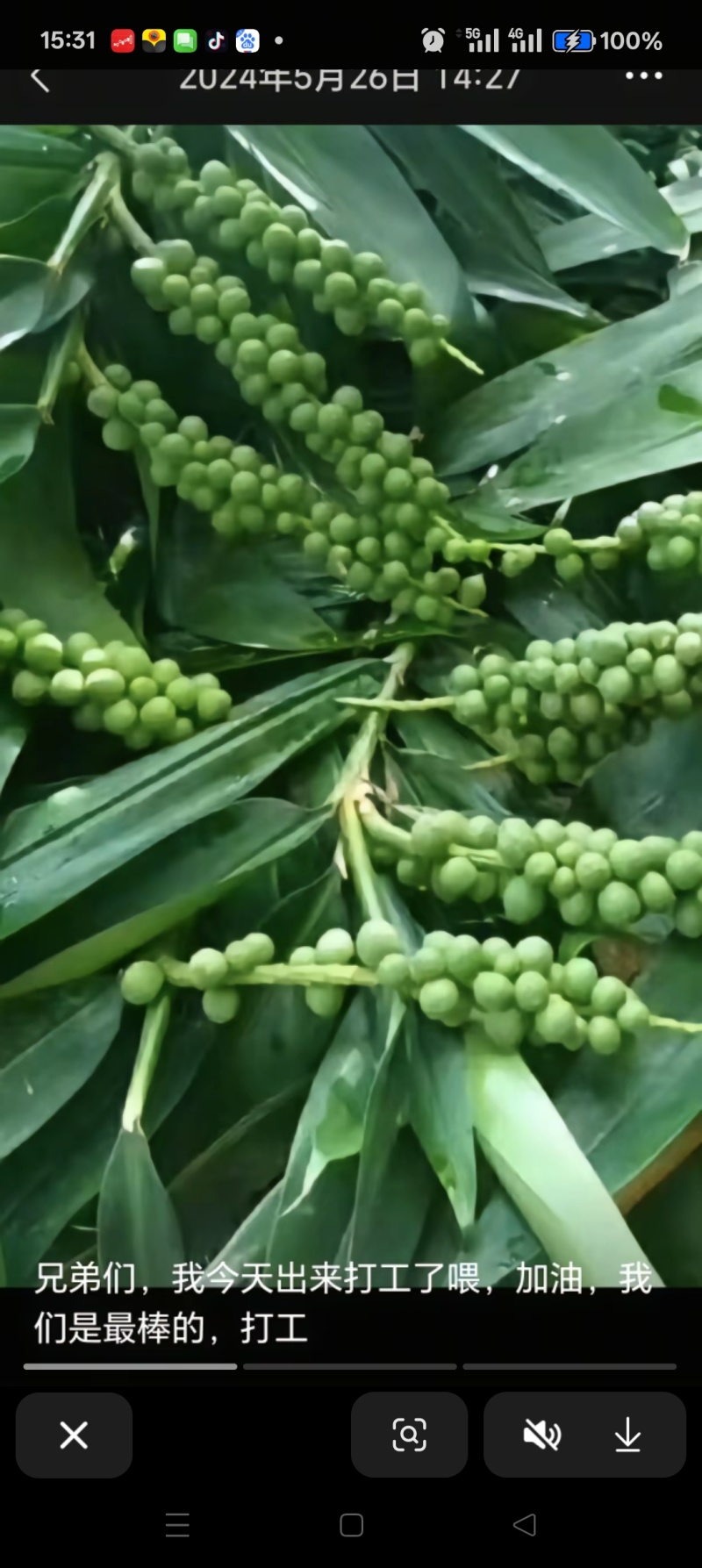 益智仁苗
