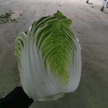 白菜